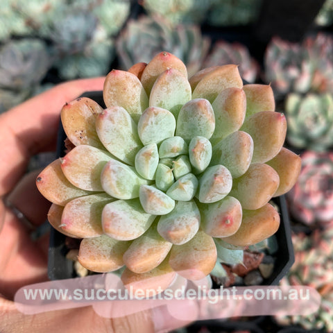 Echeveria White Line 白线 粉魔爪