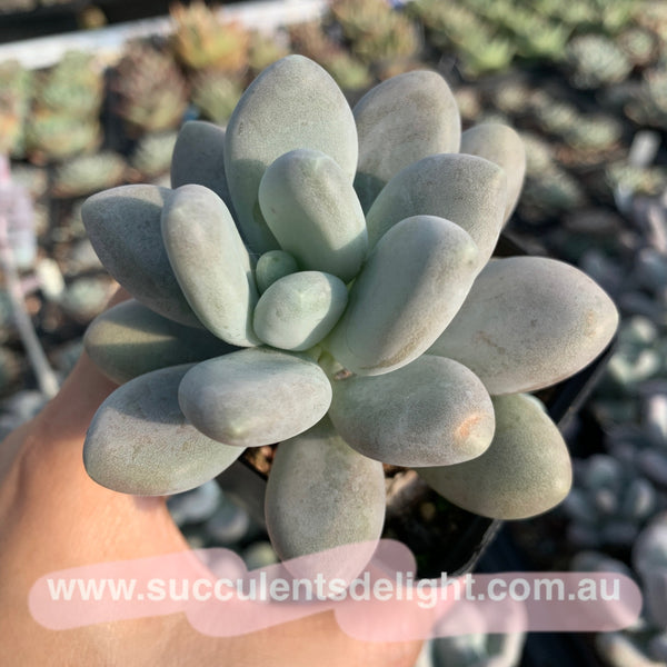 Pachyphytum bracteosum 白美人