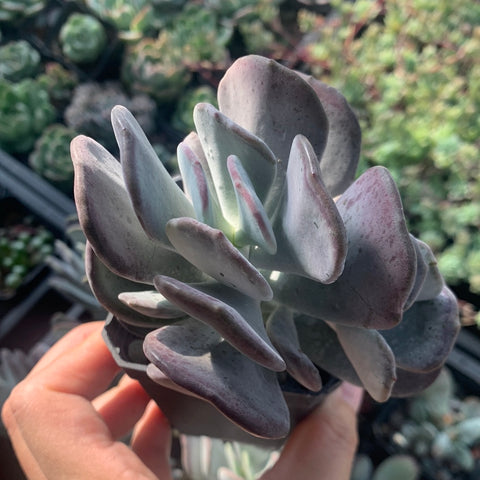 Cotyledon Jade Fan 玉扇