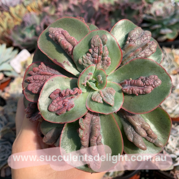 Echeveria Baron Bold 狂野男爵