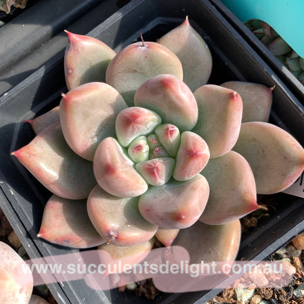 Echeveria Katelyn 凯特琳