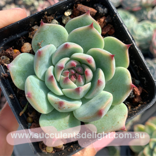 Echeveria Momotaro Peach Boy 桃太郎