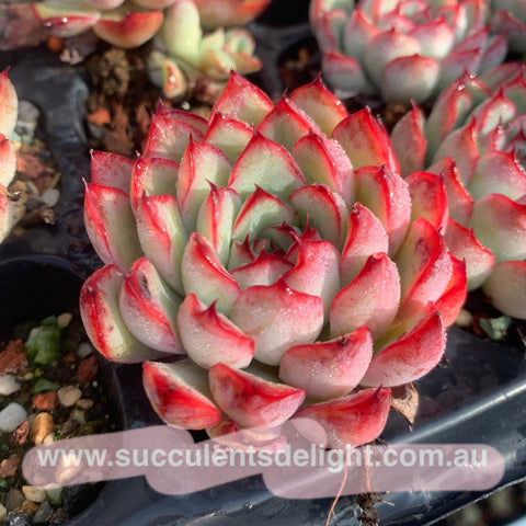 Echeveria Cherry 樱桃