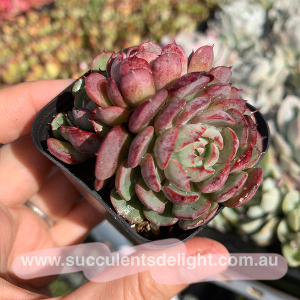 Echeveria the red riding hook 小红姬