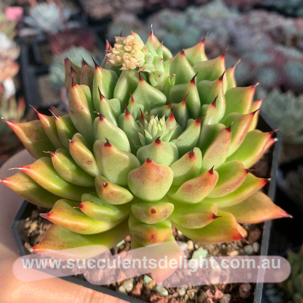 Echeveria Ebony zaragozae 绿爪x乌木