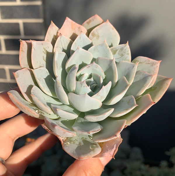 Echeveria peacockii subsessilis 皮氏蓝石莲