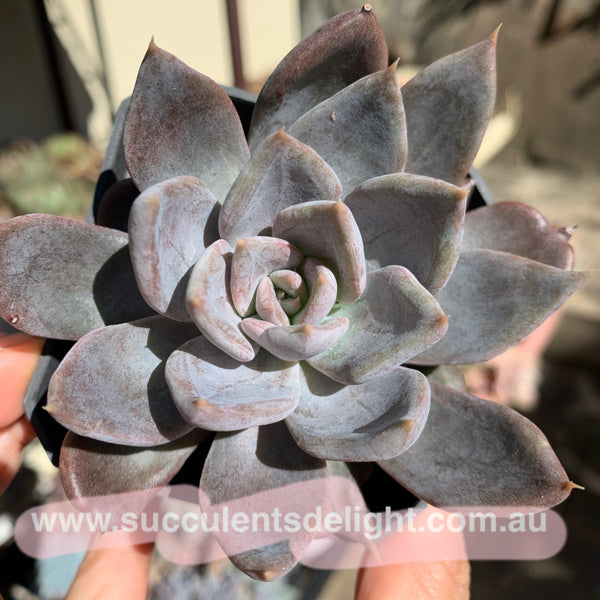 Echeveria Silver Queen 银后