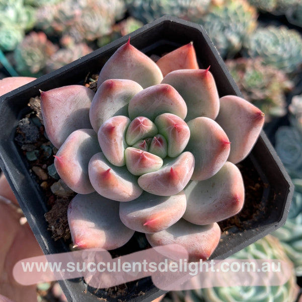 Echeveria Katelyn 凯特琳