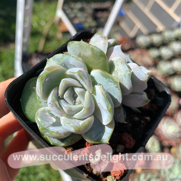 Echeveria Snow Bunny (short leaf form)  短叶雪兔