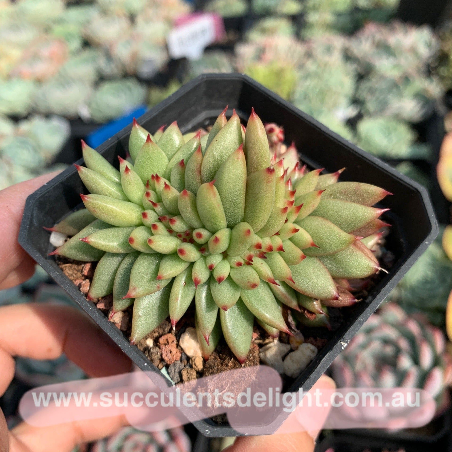 Echeveria agavoides f.cristata Echeveria agavoides 'Crest' 虎鲸