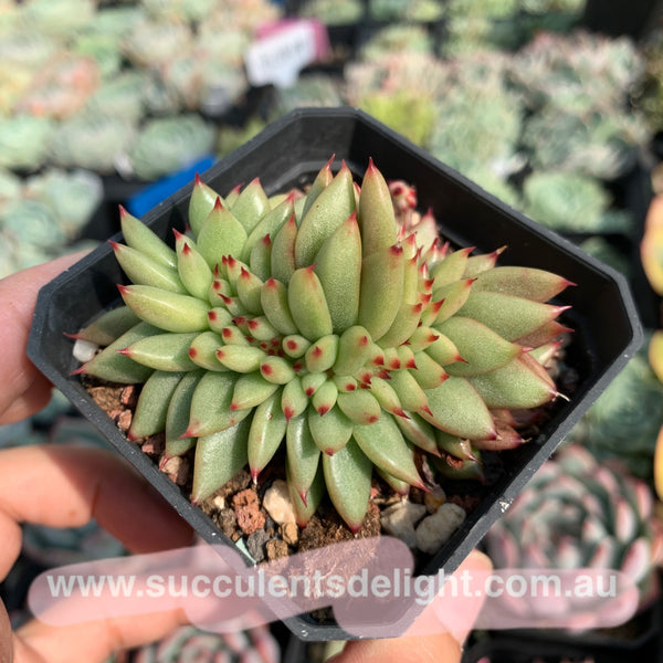 Echeveria agavoides f.cristata Echeveria agavoides 'Crest' 虎鲸