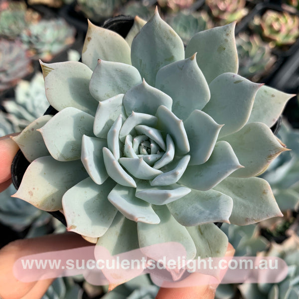 Echeveria Blue Bird (thin leave form) 薄叶蓝鸟