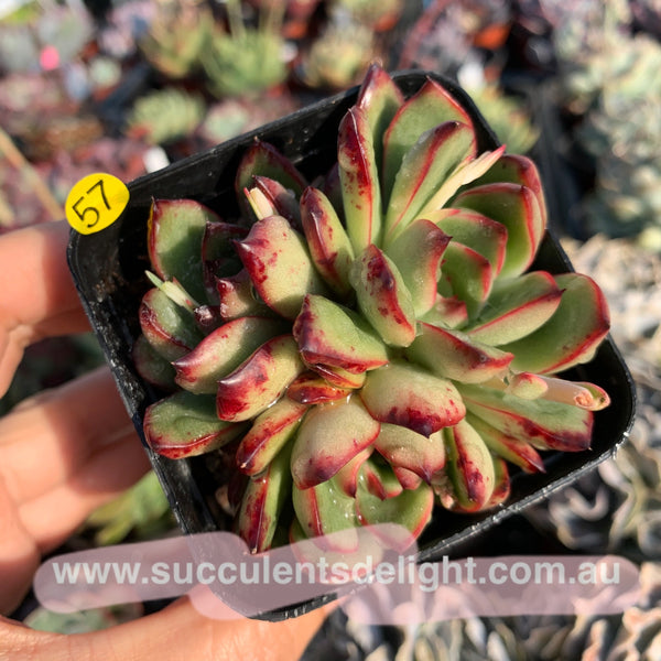 Echeveria Puli-lindsayana 保利安娜
