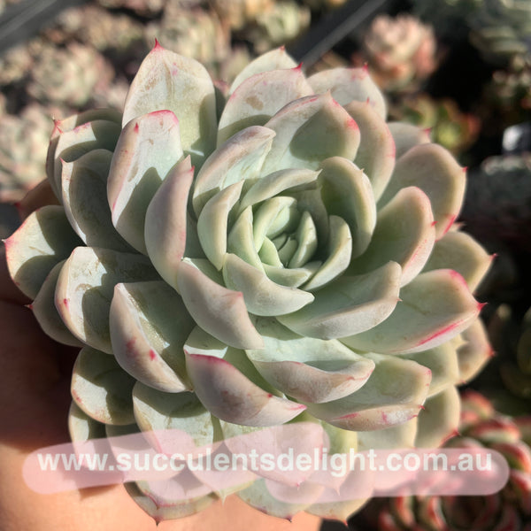Echeveria New Surprise 新惊喜雪球