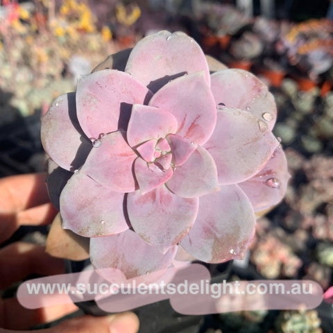 Graptopetalum superbum 华丽风车