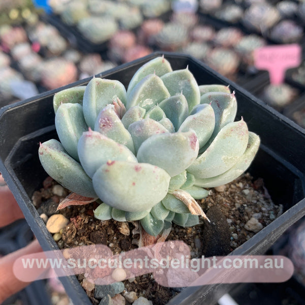 Echeveria Albicans 厚叶月影