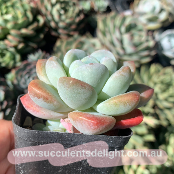 Echeveria Ice Dew 冰露