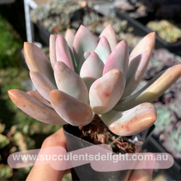 Graptoveria Opalina 奥普琳娜