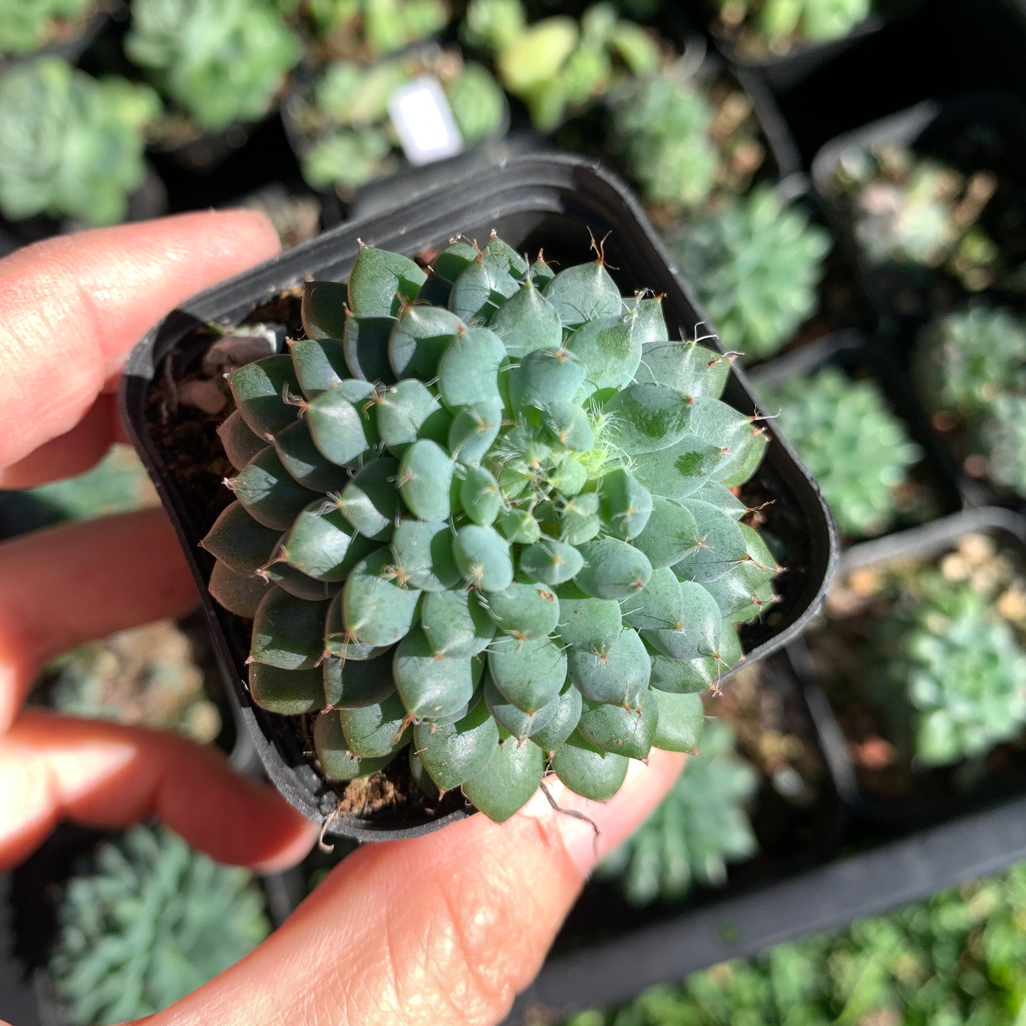 Echeveria setosa v. deminuta 小蓝衣