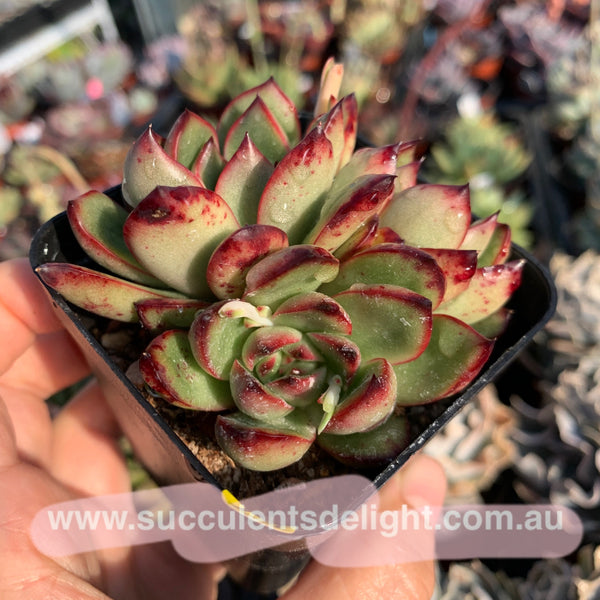 Echeveria Puli-lindsayana 保利安娜