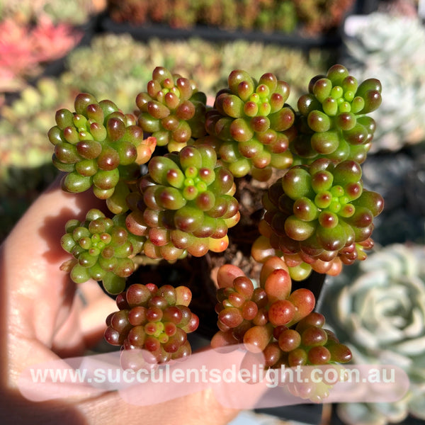 3x cuttings Sedum rubrotinctum Redberry 红色浆果砍头