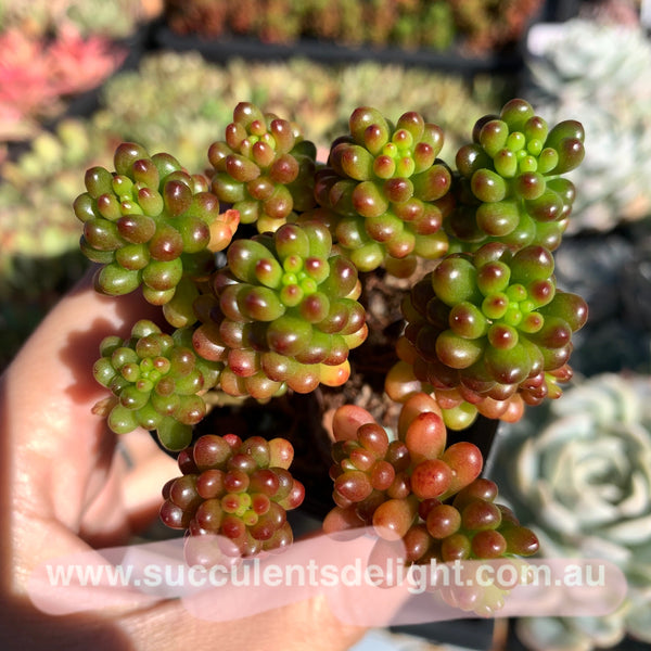 Sedum rubrotinctum Redberry 红色浆果