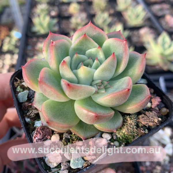 Echeveria Emerald Crystal 玉水晶