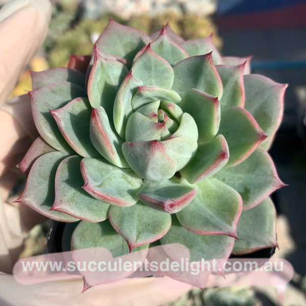 Echeveria Tippy TP 蒂比