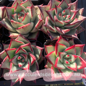 Echeveria Agavoides Joyful Contenance 欢颜