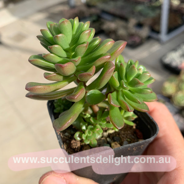 Sedum Joyce Tulloch 塔洛克