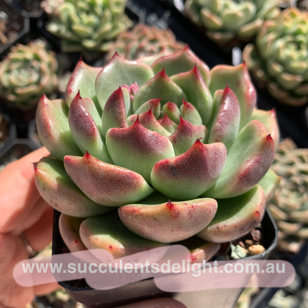 Echeveria Amethyst Queen 紫晶女王