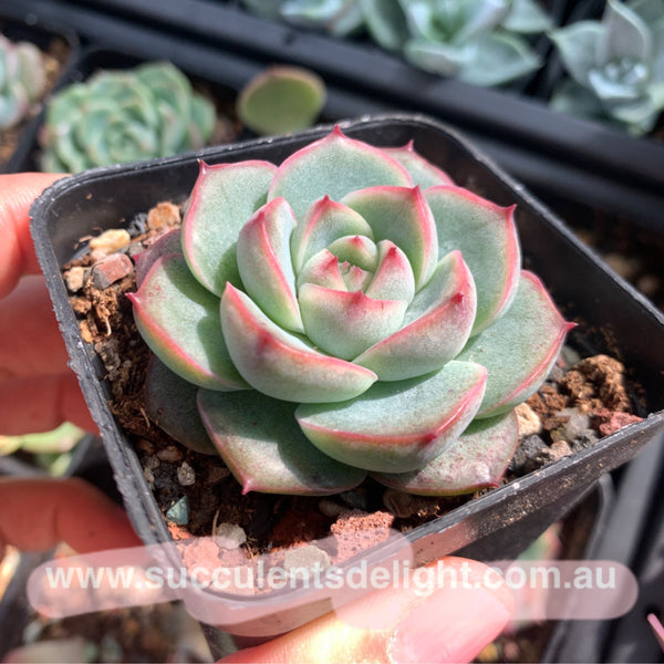 Echeveria Peach Grove 桃林 Succulents Delight New Hybrid