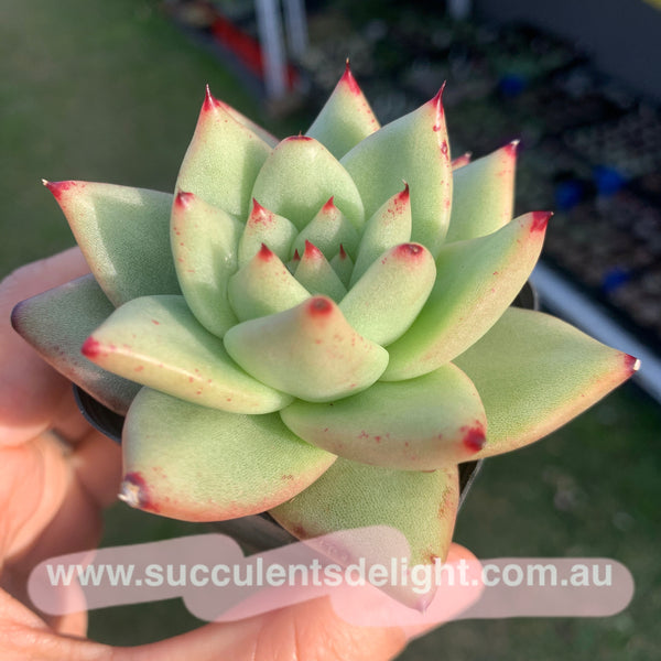 Echeveria agavoides Corderoyi 黄金玛利亚