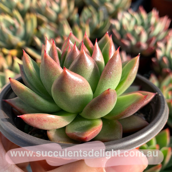 Echeveria Agavoides Red Wax 红蜡东云