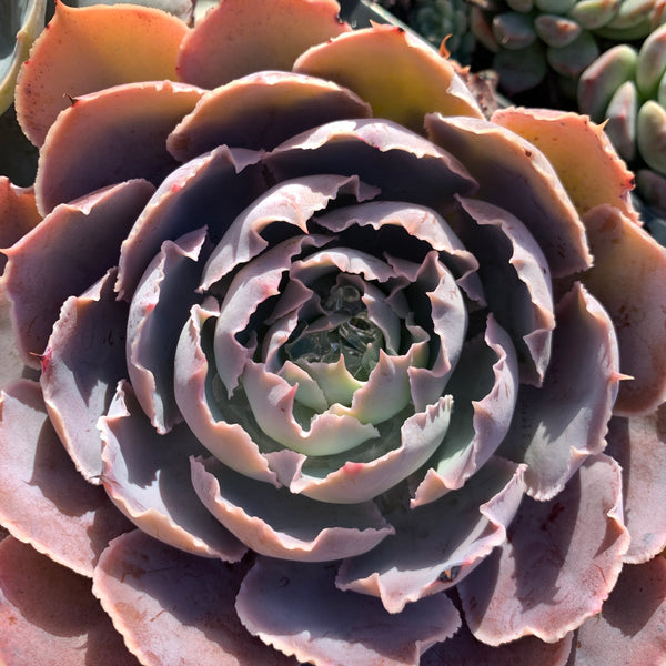Echeveria Purple Naruto 紫火影
