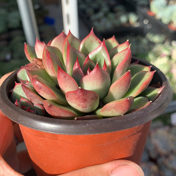 Echeveria Agavoides Lady's Finger 女士手指