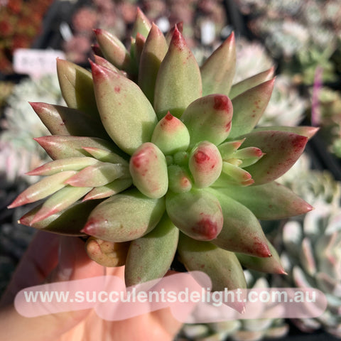 Pachyveria Ebony Finger 乌木x婴儿手指