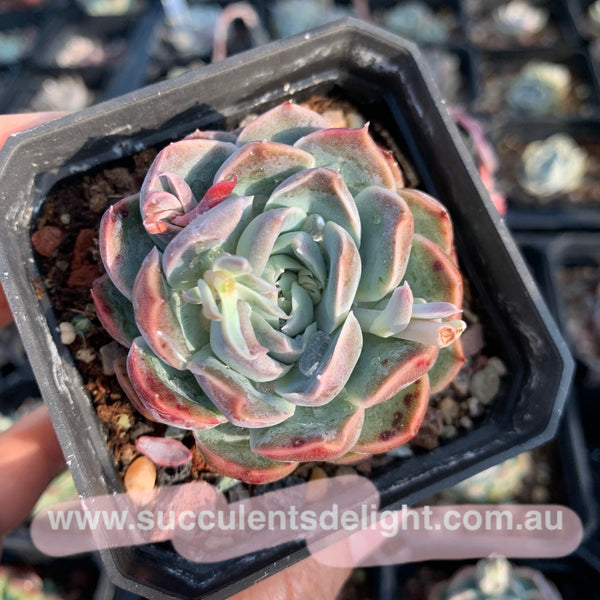 Echeveria Elegans Athena 月影雅典娜