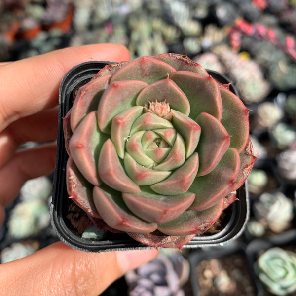 Echeveria Emerald Jade 翡翠玉