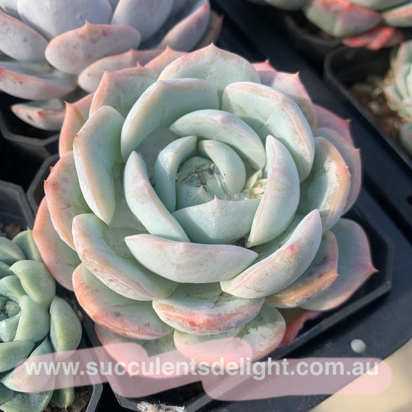 Echeveria Snow Dew 雪露