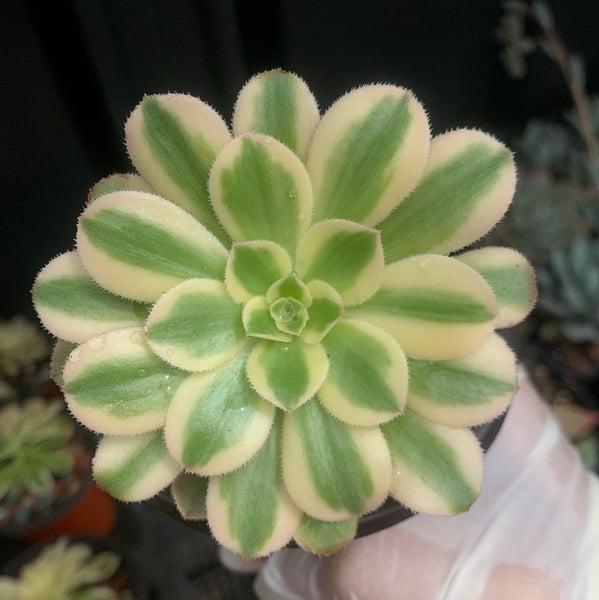 Aeonium arboreum albovariegatum variegata 艳日伞