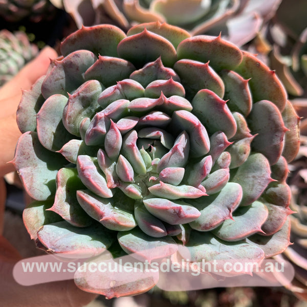 Echeveria Tuxpan Pinwheel X Alba Mini Mutation 纸风车美妮变异