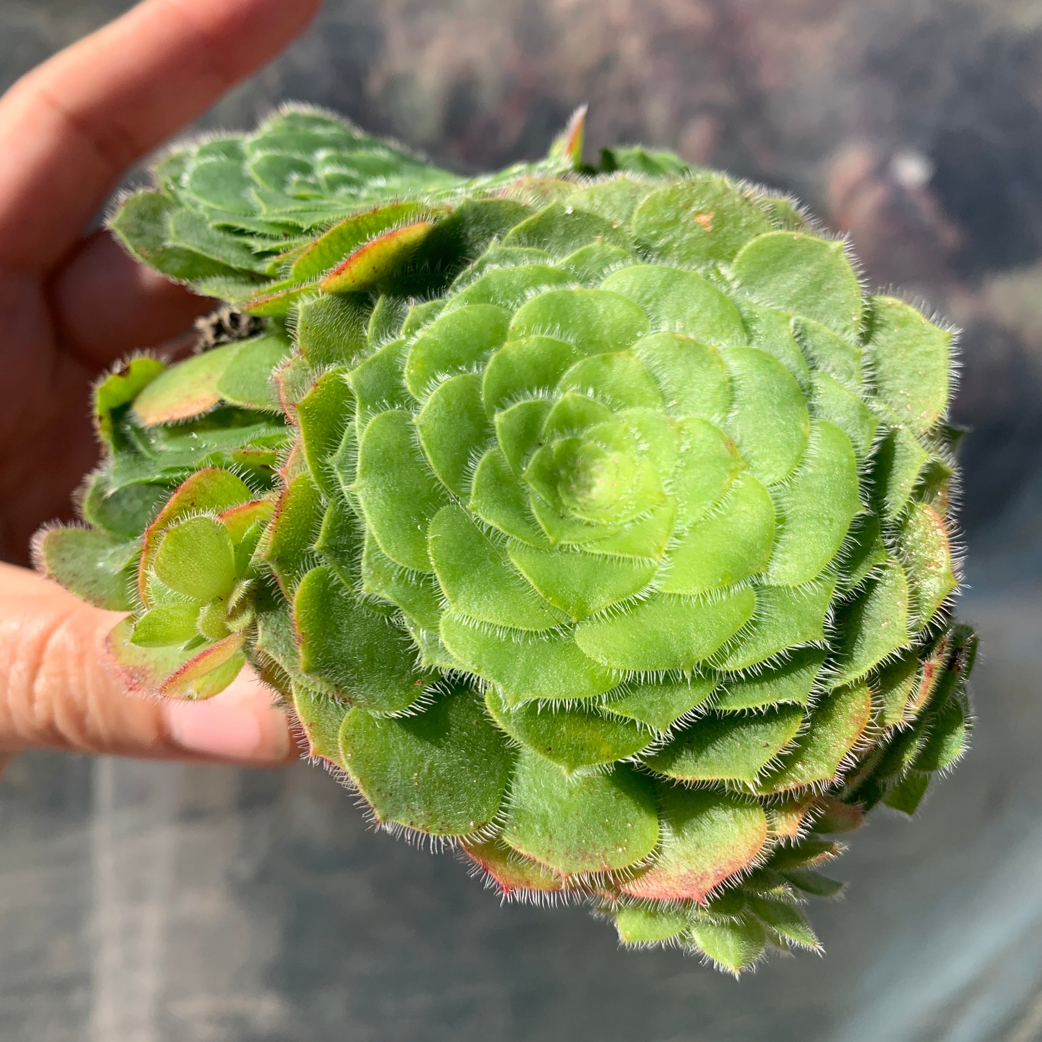 Aeonium tabuliforme hime meikyou cluster 姬明镜群