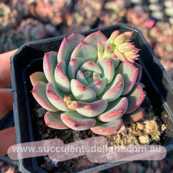 Echeveria Chantelle 粉仙黛