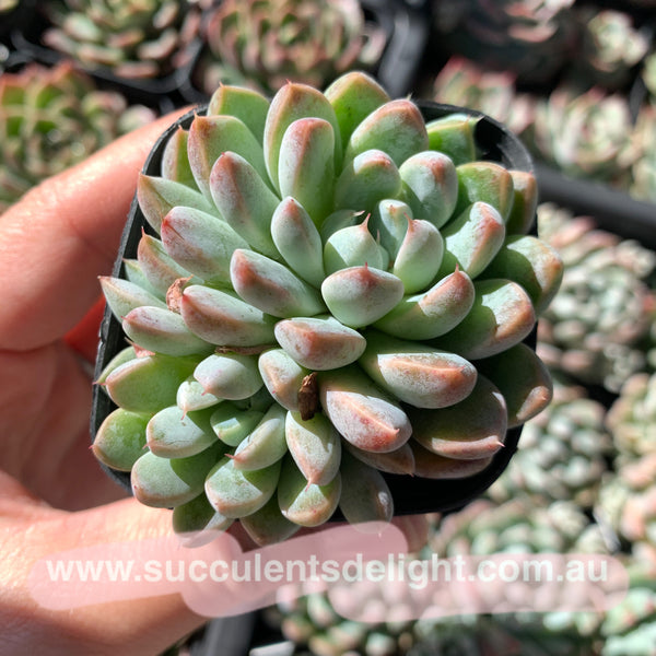 Echeveria White Line 白线 粉魔爪