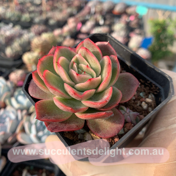 Echeveria agavoides Gilva (round leave form) 圆叶玉杯东云