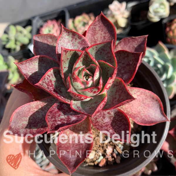 Echeveria Red Flame 烈焰