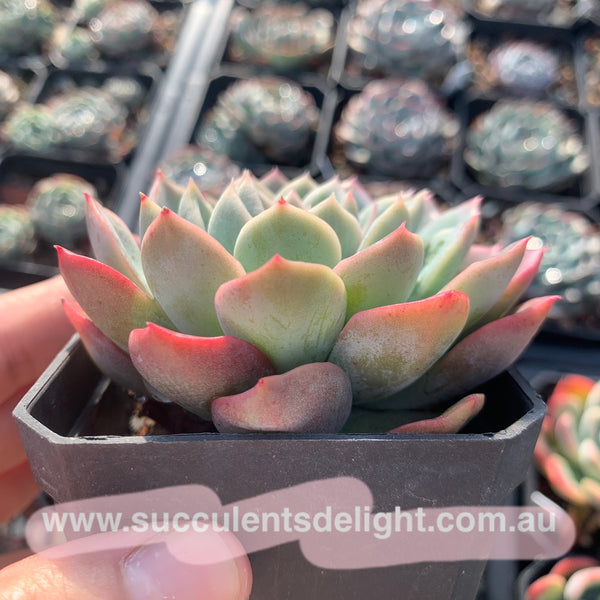 Echeveria Crescent Moon 新月