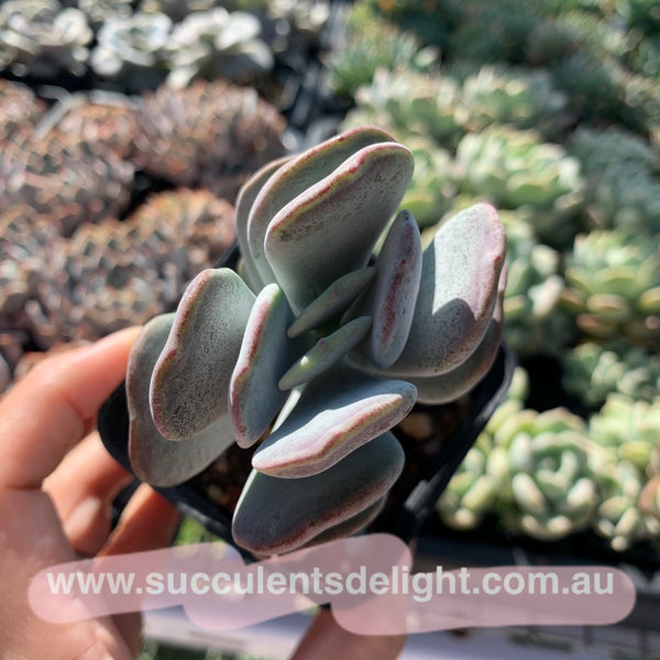 Cotyledon Jade Fan 玉扇