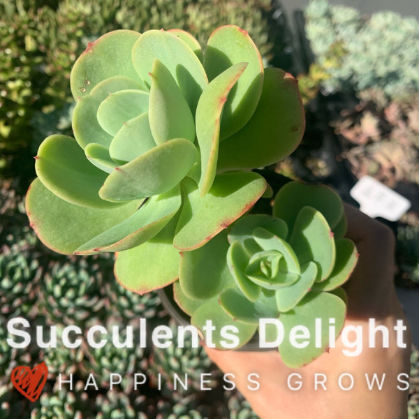 Echeveria Peach Pride 碧桃
